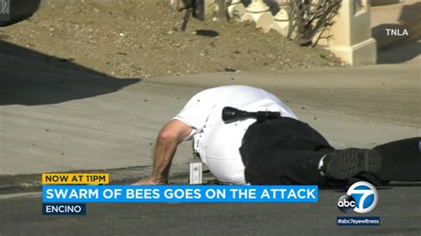 Massive bee swarm injures 2 people in Encino